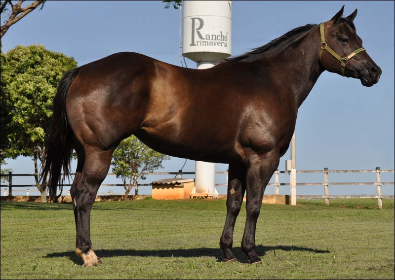 MISS BLACK ROYAL