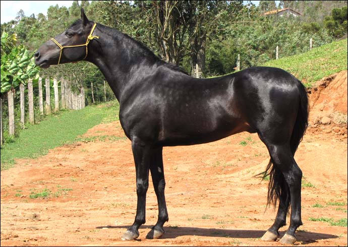 TOPADA VALETE