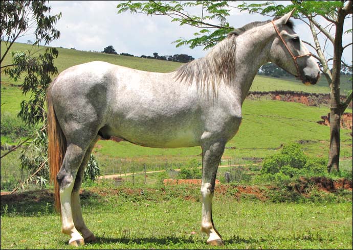DEFENSOR DO HARAS PEDRINA