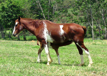 TASSA