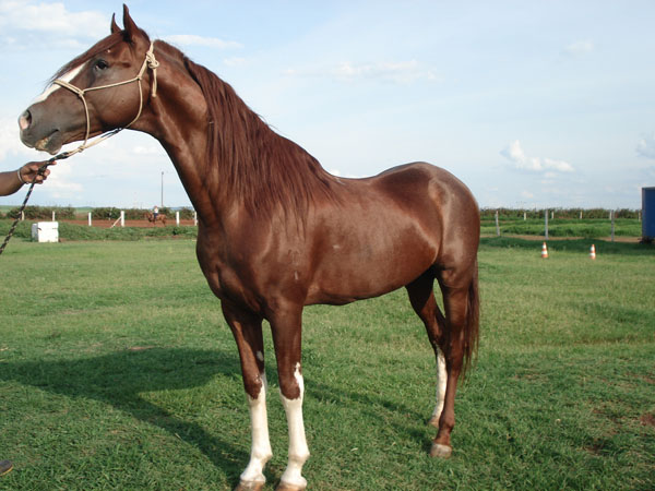 VULCANO BI  (J.O.)