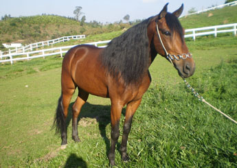 INDIO