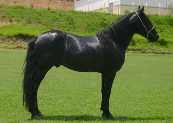 MALANDRO SRR