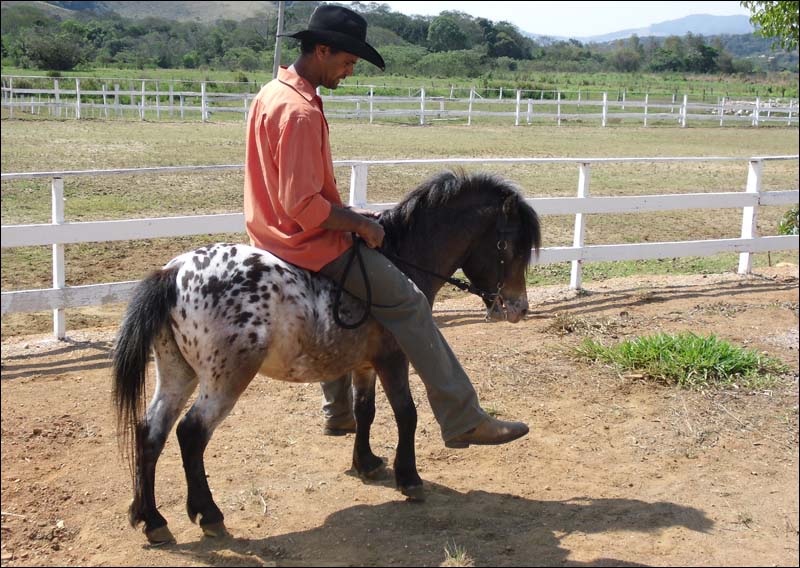 PIMPOLHO DO HARAS IMPÉRIO