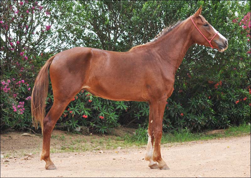 XADANI DO PEC