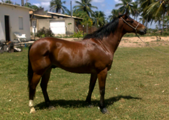 60 KM DO HARAS VIDA DE RIO
