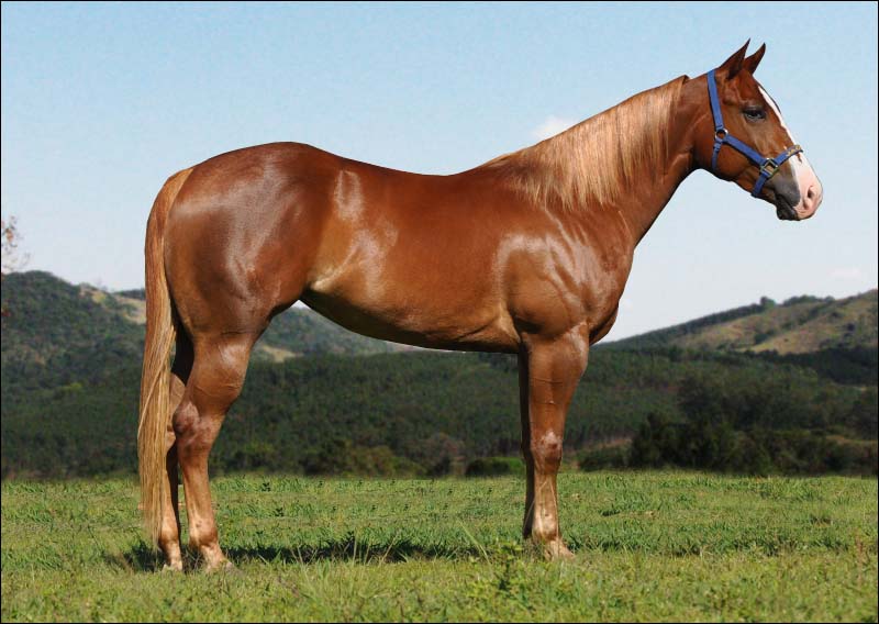ALLANA FIREWATER JVM
