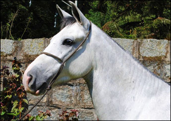 BLANCO DO RASF