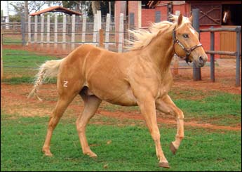DEL RIO FREKLES HPN