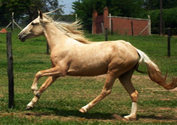 CIRANDA DA JOMAR