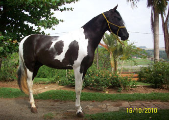 RUBI DO JAÚ