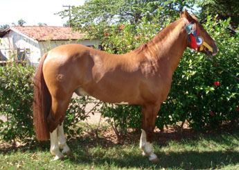 CAMPERO DA MORRO BRANCO