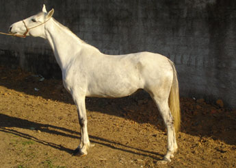 SARA DO SÃO ROBERTO (T.E)