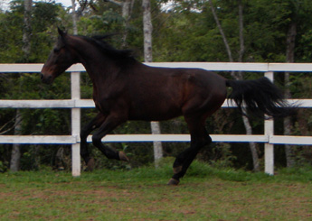 ZORRO VEGAS