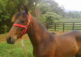 ZIG ZAG DO RIO CLARO