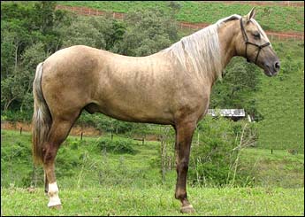 IMPERADOR DOS IMÃOS CORAGEM