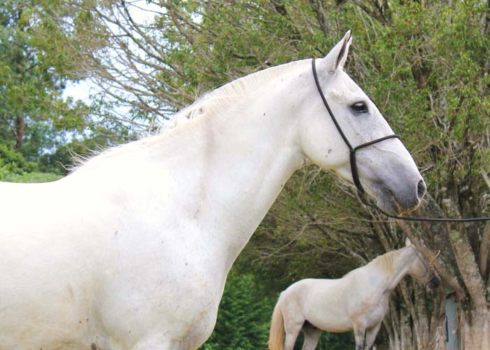 KONDOR DO RASF