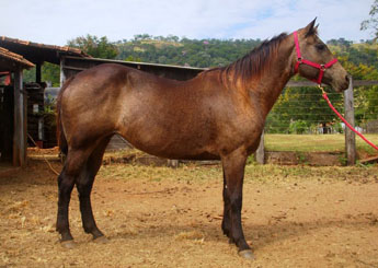 DILAN SAGE  CA