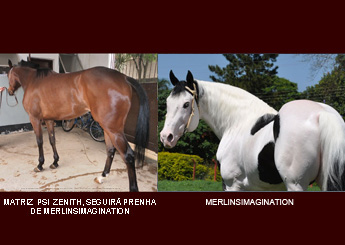 ZENITH