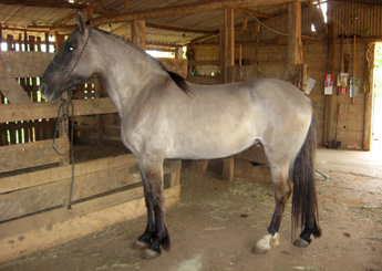 FORMOSA DO PANTANAL