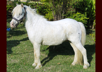 MOLEQUE DA SÃO LUIZ
