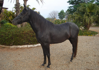 CORCEL