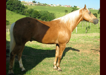CAPRICHO LT