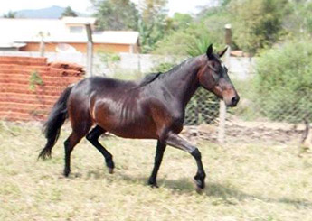GALERA ISHWARA