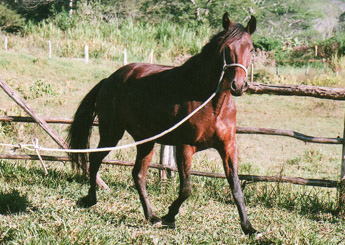MUSTANG DO JANDAIA