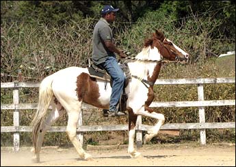 MUSTANG APACHE DA CONQUISTA