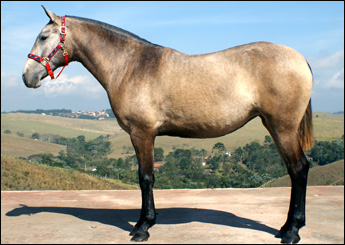 DIZARA VHC
