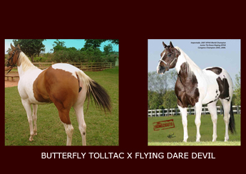 BUTTERLFY TOLLTAC X FLYING DARE DEVIL