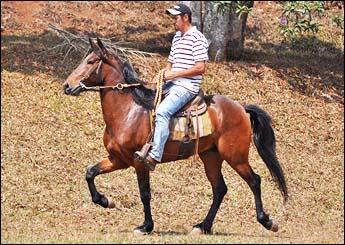 SEDOSO DO RANCHO PABLO