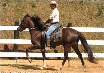 XODÓ DA SANTA RITA