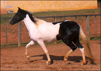 SAFIRA HF