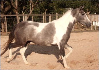 HIMALAIA FLÓRIDA