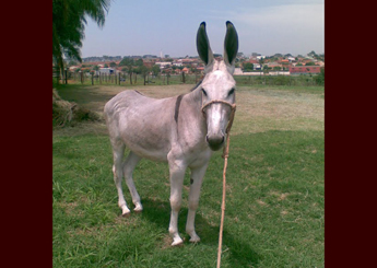 BAGRES GALANTE