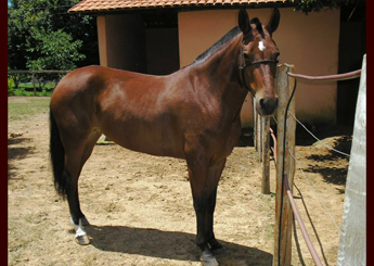 PITUCHA DO VALE FELIZ
