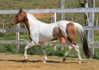 CRYSTAL LENA HC