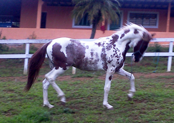 MAGNIFICO SETE QUEDAS