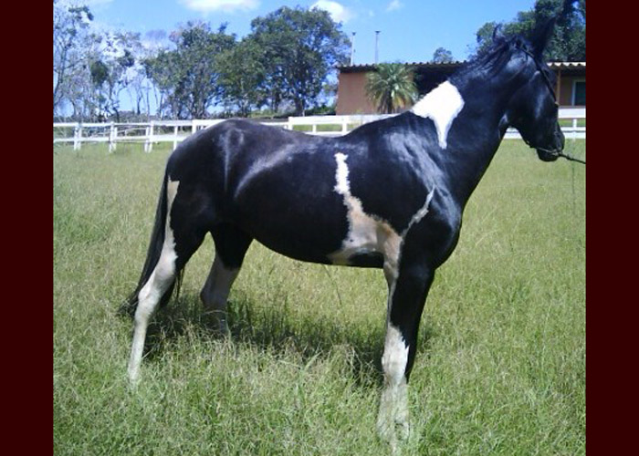 CECI SETE QUEDAS