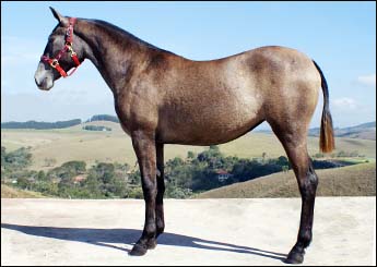 ESTRELA DO PAGLIARIN