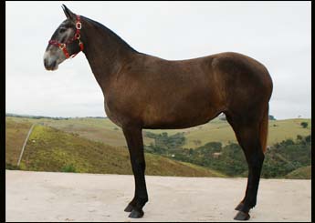 DALLAS DO PAGLIARIN