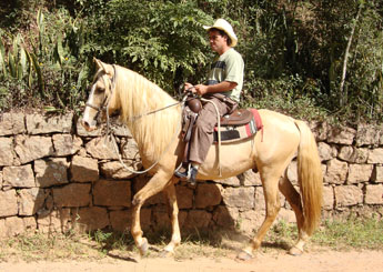 JEQUITIBÁ DO JANDAIA