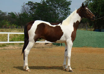 LAREDO ZEL (TE)
