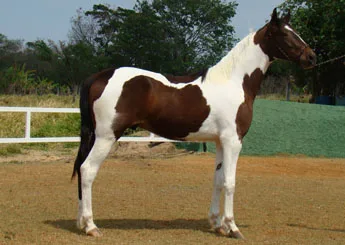 LAREDO ZEL (TE)