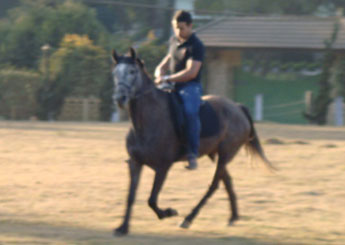 ESTRELA