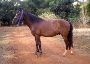 XAVANTE