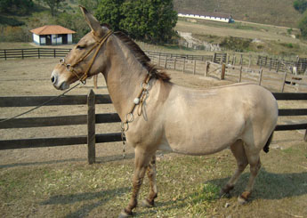 DOURADA