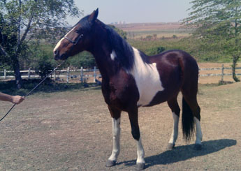 DIAMANTE